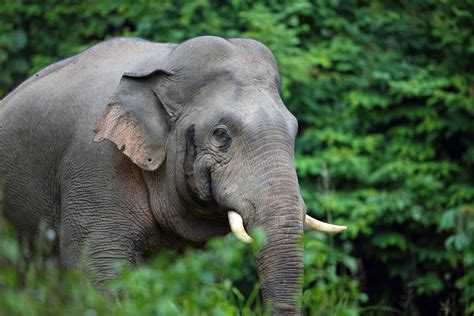 laos national animal|Wildlife of Laos .
